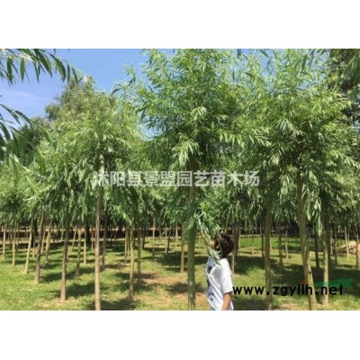連翹苗什么時候種植？