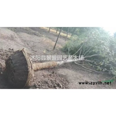連翹苗求購去哪里？
