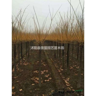 連翹小苗價(jià)格表哪里咨詢？