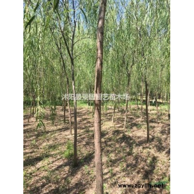 連翹1.5米價格多少錢？