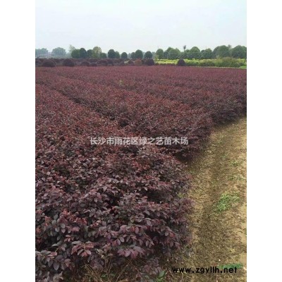 湖南茶梅地苗 杯苗高25—35  苗苗粗壯  量大價優(yōu)