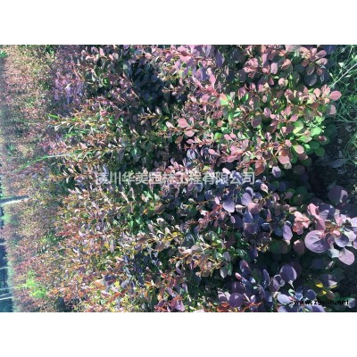 河南綠化苗木品種展示金葉女貞球，海桐球，連翹，紅葉石楠，黃楊