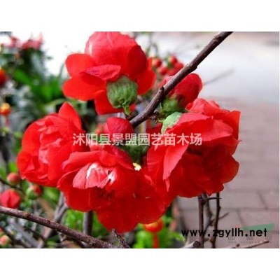 聽說今年1.5米高的花石榴樹是賣的*火的，想不想知道在哪里能