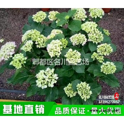 金邊六月雪綠化苗木批發(fā)基地_碎葉冬青價(jià)格_常綠灌木_花境植物_花卉租擺_公園草花價(jià)格