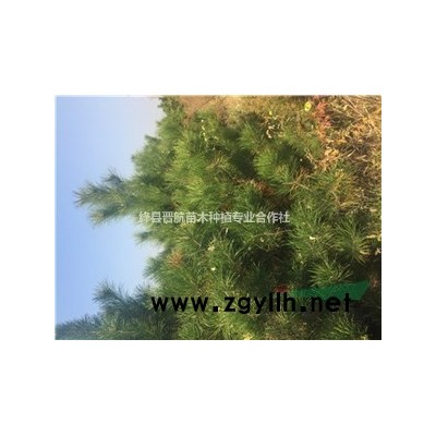 藥用連翹苗 藥用連翹苗價格-藥用連翹苗多少錢一株？