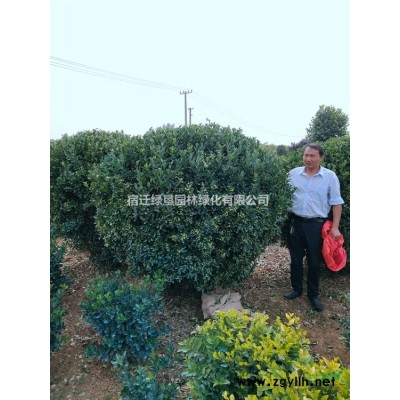 紅葉小檗球價格 江蘇紅葉小波球低價供應(yīng) 江蘇紅葉小檗球基地
