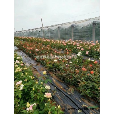 連翹·連翹圖片·連翹種植基地