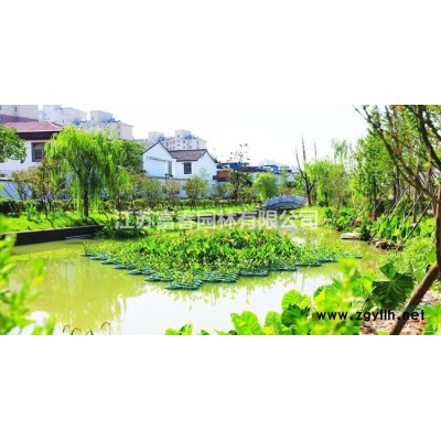 沃美園藝供應 金葉連翹 花葉連翹小苗 規格* 長勢喜人 價格優惠 歡迎來電