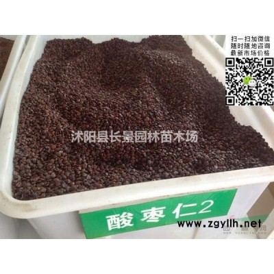 批發供應紅瑞木