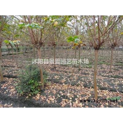 1米高連翹種植地價格便宜嗎？