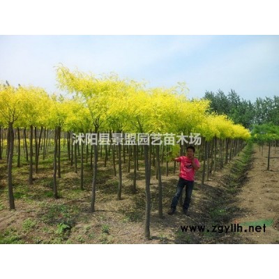 今年連翹什么價(jià)格一棵？