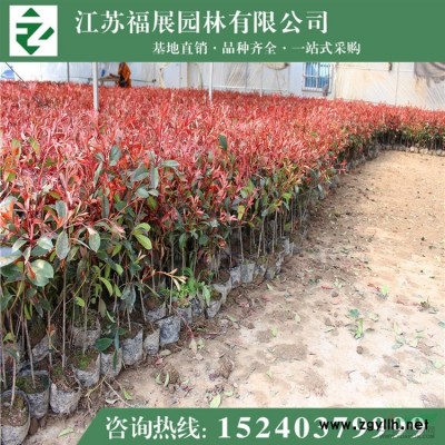 連翹叢生 東北連翹 黃老虎小苗