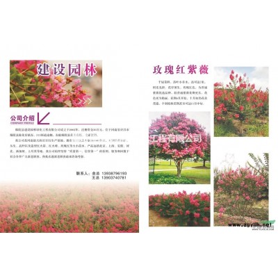 叢生花石榴的價格，叢生花石榴的規(guī)格大小