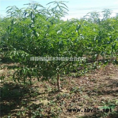 連翹樹苗-50公分連翹樹苗-山西連翹樹苗-連翹小苗-連翹苗