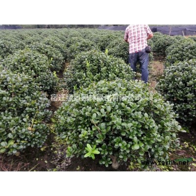 桃樹圖片·桃樹種植基地·桃樹圖片