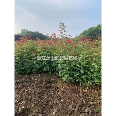 浙江紅瑞木哪里好 采購紅瑞木哪家便宜