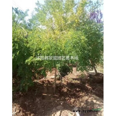 紅瑞木種子批發去哪里？紅瑞木種子播種前需要處理嗎？