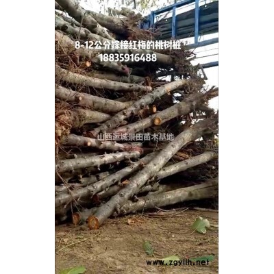 哪里有連翹苗？連翹苗哪些地區(qū)種植的多？山西連翹基地詳情