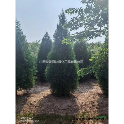 供應(yīng)連翹球高度150公分冠幅200公分連翹球圖片價(jià)格產(chǎn)地用途