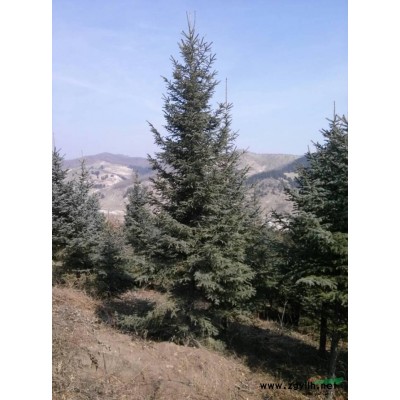 河北丁香介紹 承德丁香基地