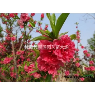 3年連翹苗價格多少錢裝車？2年生連翹苗哪里有貨？