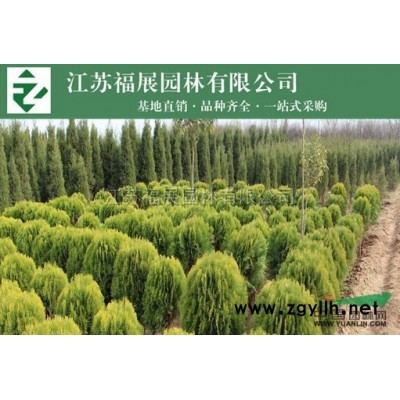 連翹，黃老虎行情報價\連翹，黃老虎圖片展示