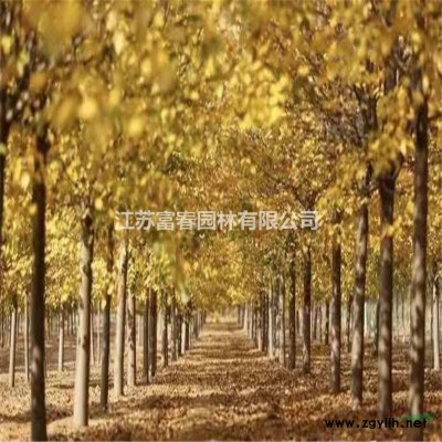基地大量出售 金葉連翹 金葉連翹小苗 園林金黃地被色塊苗 大小規(guī)格* 歡迎來電