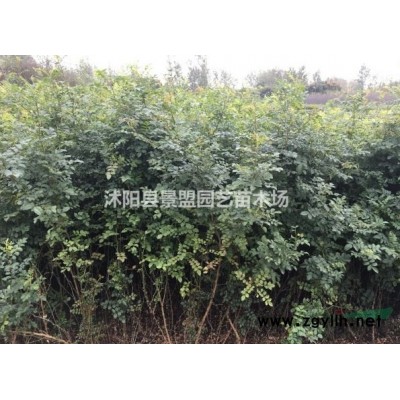 赤霉素處理紅瑞木種子可以提高發芽率嗎？紅瑞木樹結種子嗎？