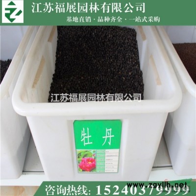 紅瑞木供應(yīng)/紅瑞木圖片