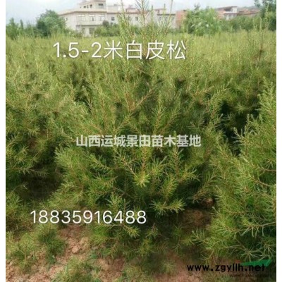 供應(yīng)連翹苗連翹樹價(jià)格·藥材連翹苗·連翹產(chǎn)地介紹種植基地詳情