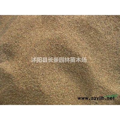 紅瑞木*新報價