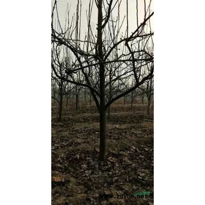 山西連翹價(jià)格，連翹苗前景