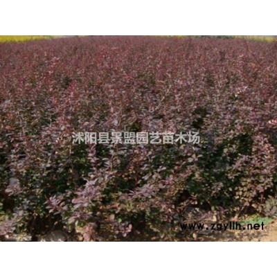 一畝地栽多少棵連翹苗？
