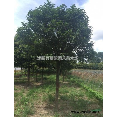 連翹小苗批發商哪家靠譜？