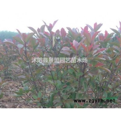 連翹樹苗今年什么價格？