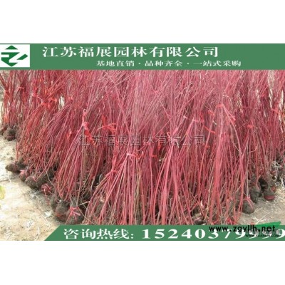 連翹叢生 東北連翹 黃老虎小苗 多分枝連翹批發