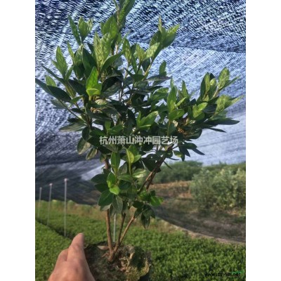 1.5-4米蓬型精品臘梅