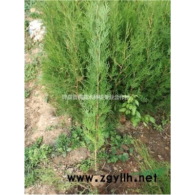 藥用連翹苗-連翹苗基地出售藥用連翹苗-連翹苗種植前景