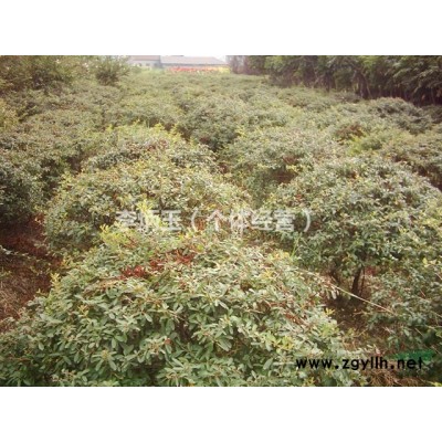 臘梅工程苗出售.四川臘梅種植基地.大量出售臘梅籠子