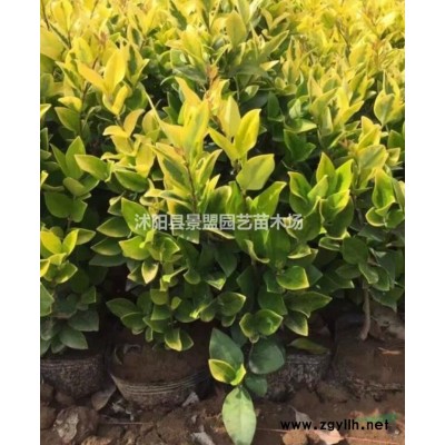 一斤紅瑞木種子能出多少棵苗？