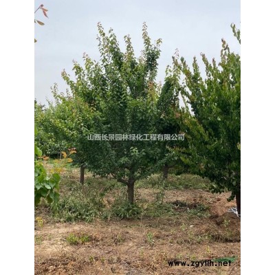 連翹苗種植基地·常年供應(yīng)營養(yǎng)杯連翹苗，裸根扦插連翹苗