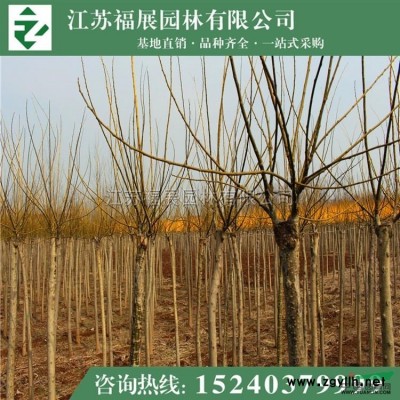 紅瑞木*新價格/紅瑞木報價