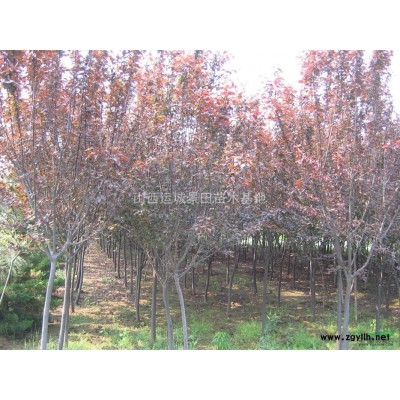 連翹苗價(jià)格·圖片·產(chǎn)地·藥用連翹·綠化連翹供應(yīng)