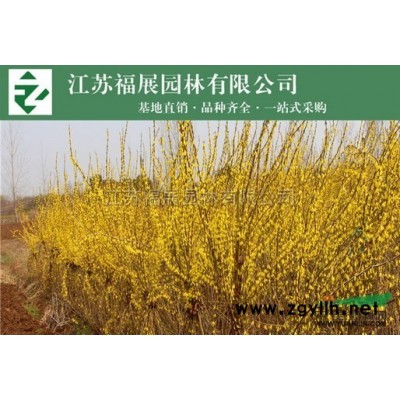 紫茉莉別稱胭脂花、粉豆花、狀元花、丁香葉、苦丁 紫茉莉價格