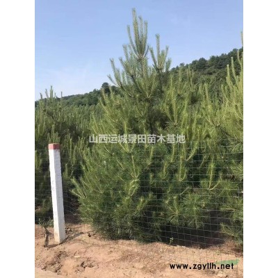 側(cè)柏哪里有？哪里有賣側(cè)柏的？基地高度5米側(cè)柏價(jià)格多少錢