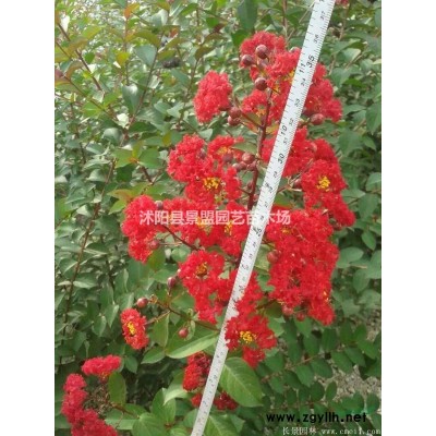 哪里有連翹苗供應(yīng)商？