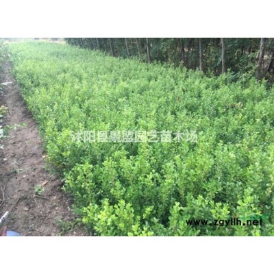 哪里有連翹種植基地？