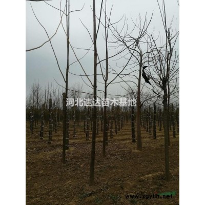 連翹苗，大叢生連翹，獨干連翹花灌木