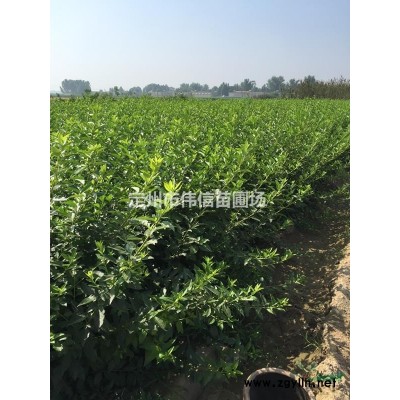 連翹簡(jiǎn)介，河北連翹