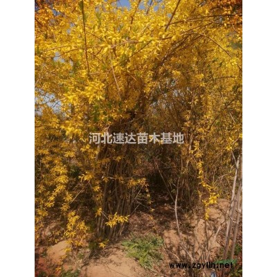 黃櫨花灌木，叢生黃櫨兩年苗